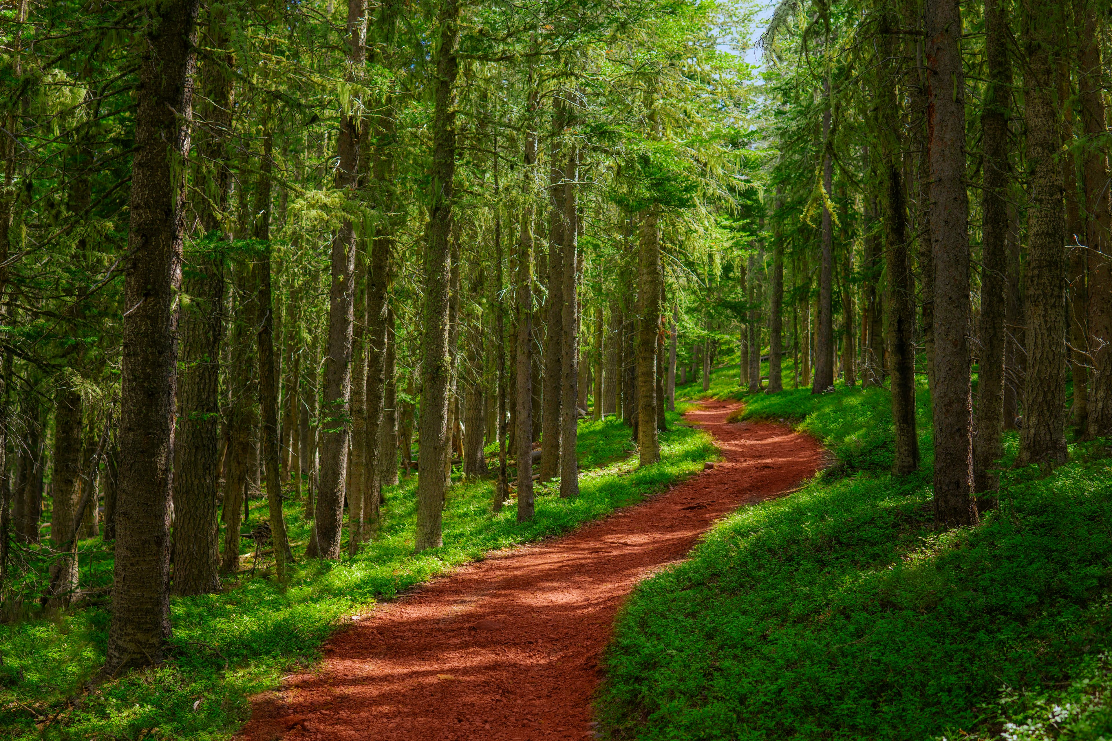 Chemin de terre au milieu d'une forêt