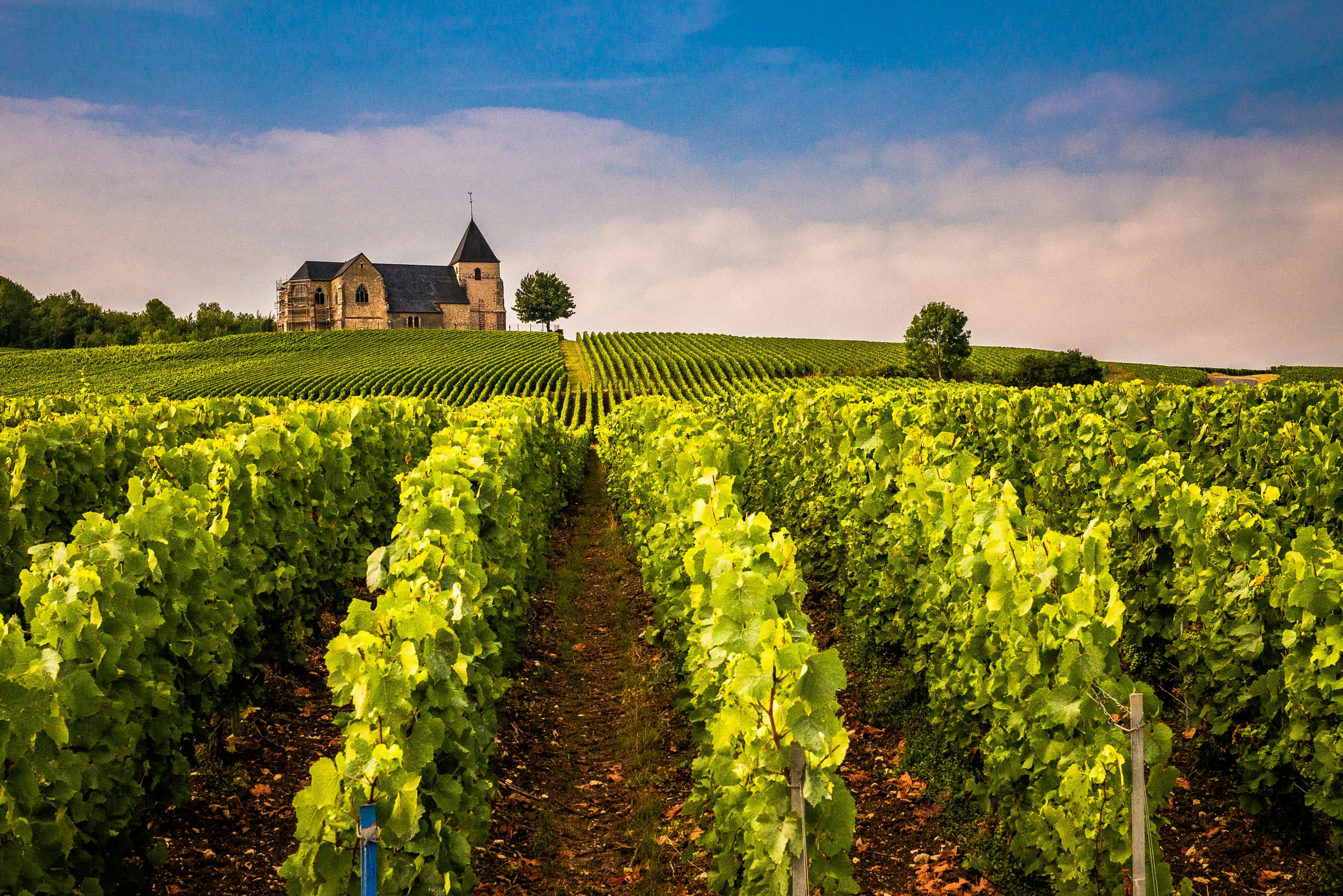 Vignoble avec une maison en arrière-plan