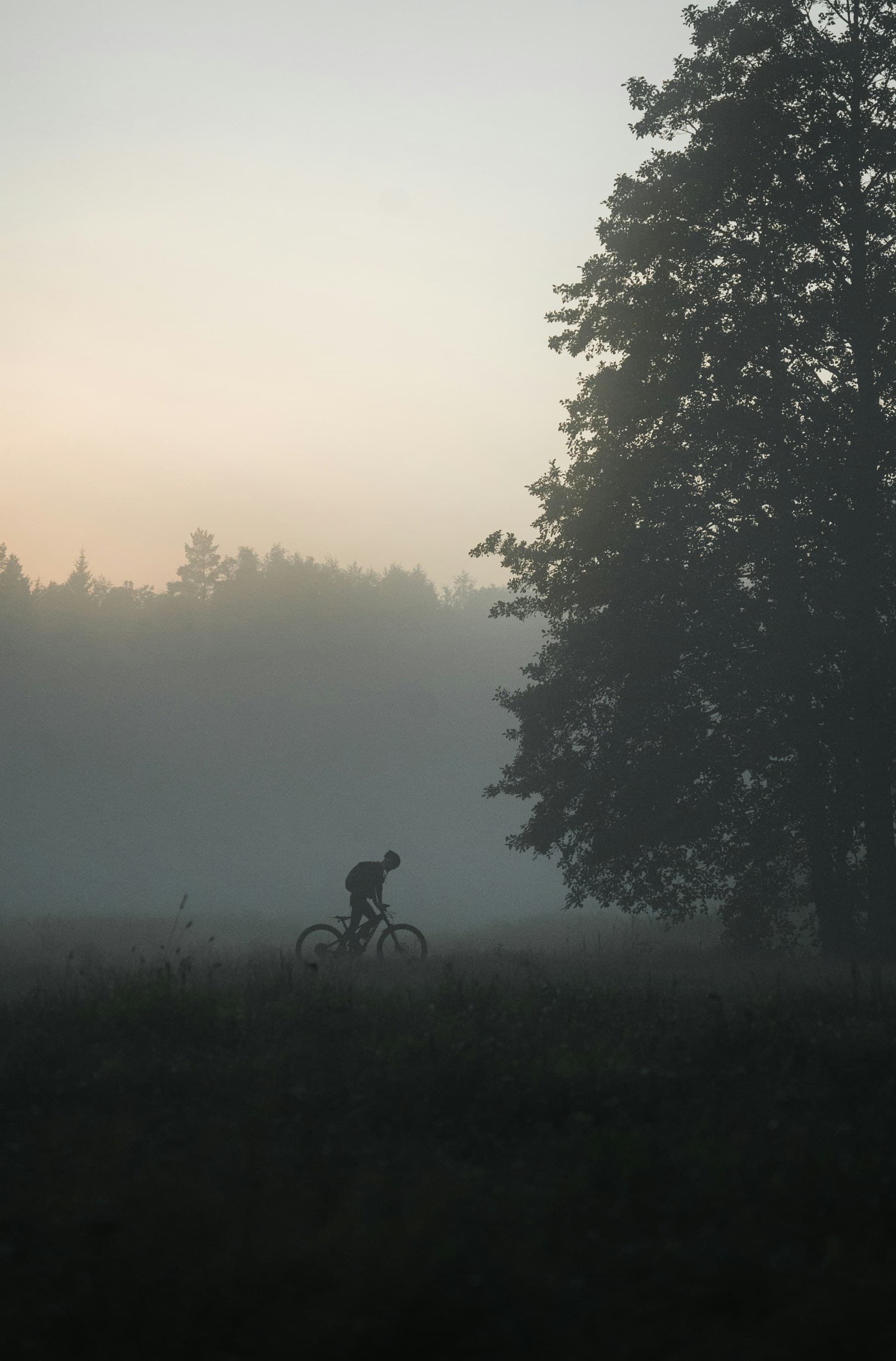 Cycliste traversant une forêt brumeuse à l'aube sur un chemin