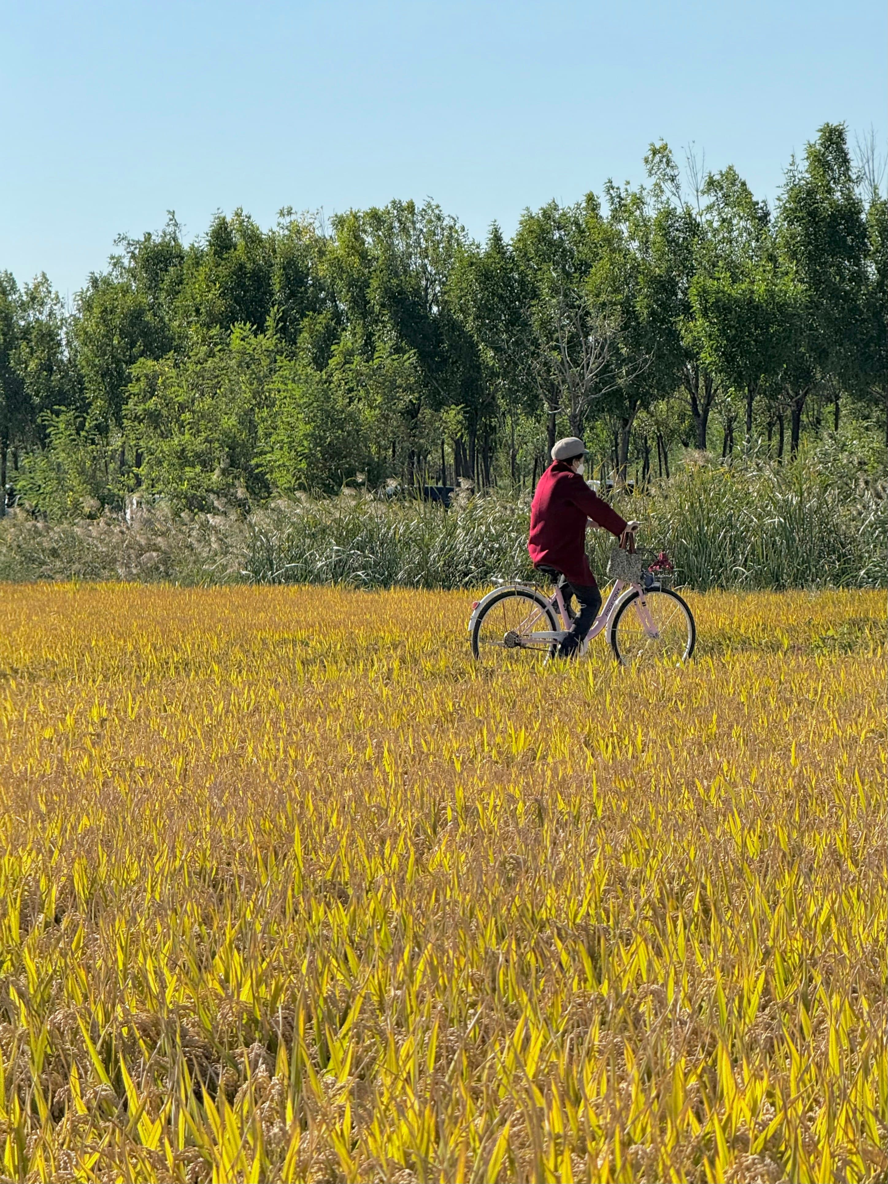 Cycliste traversant un champ doré